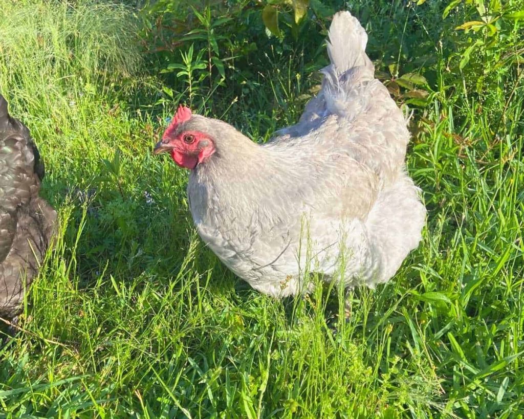 lavender orpington chicken hen in green grass