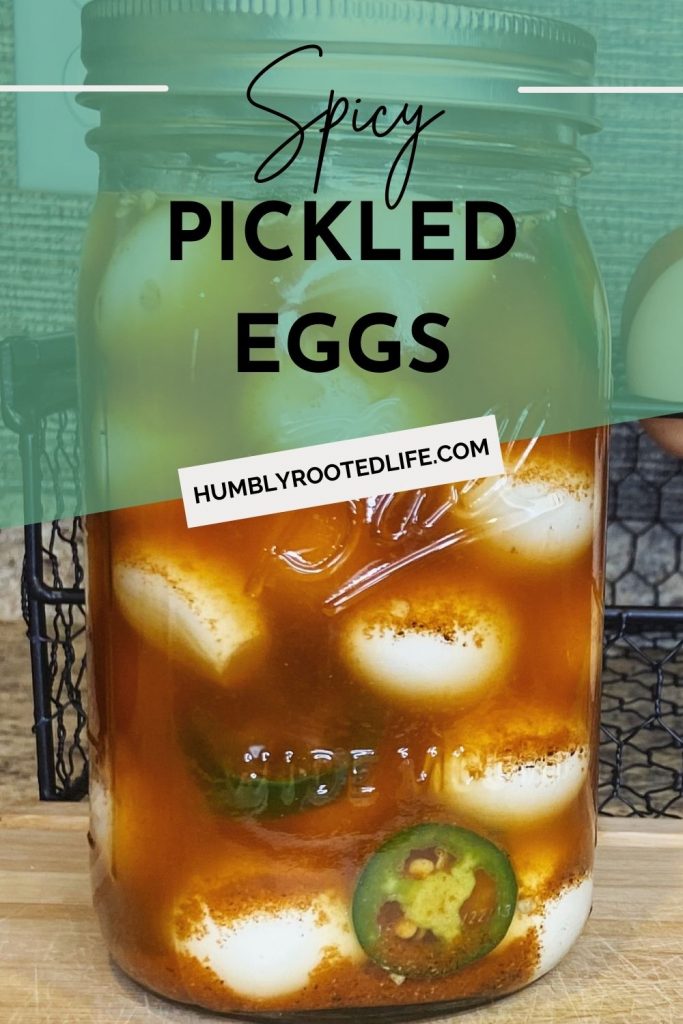 Easy spicy pickled quail eggs recipe no canning required.