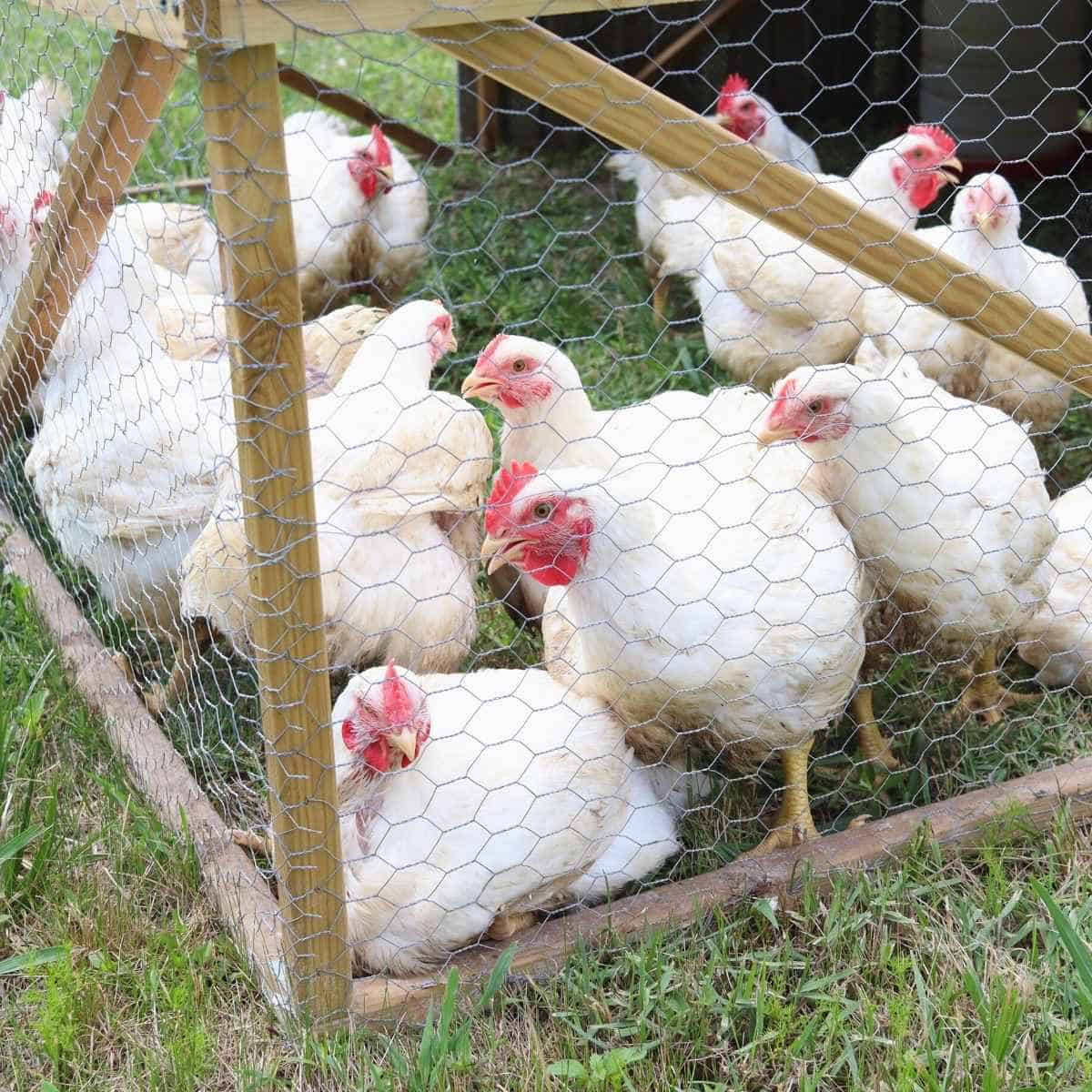 How Much Does It Cost to Raise Chickens for Meat