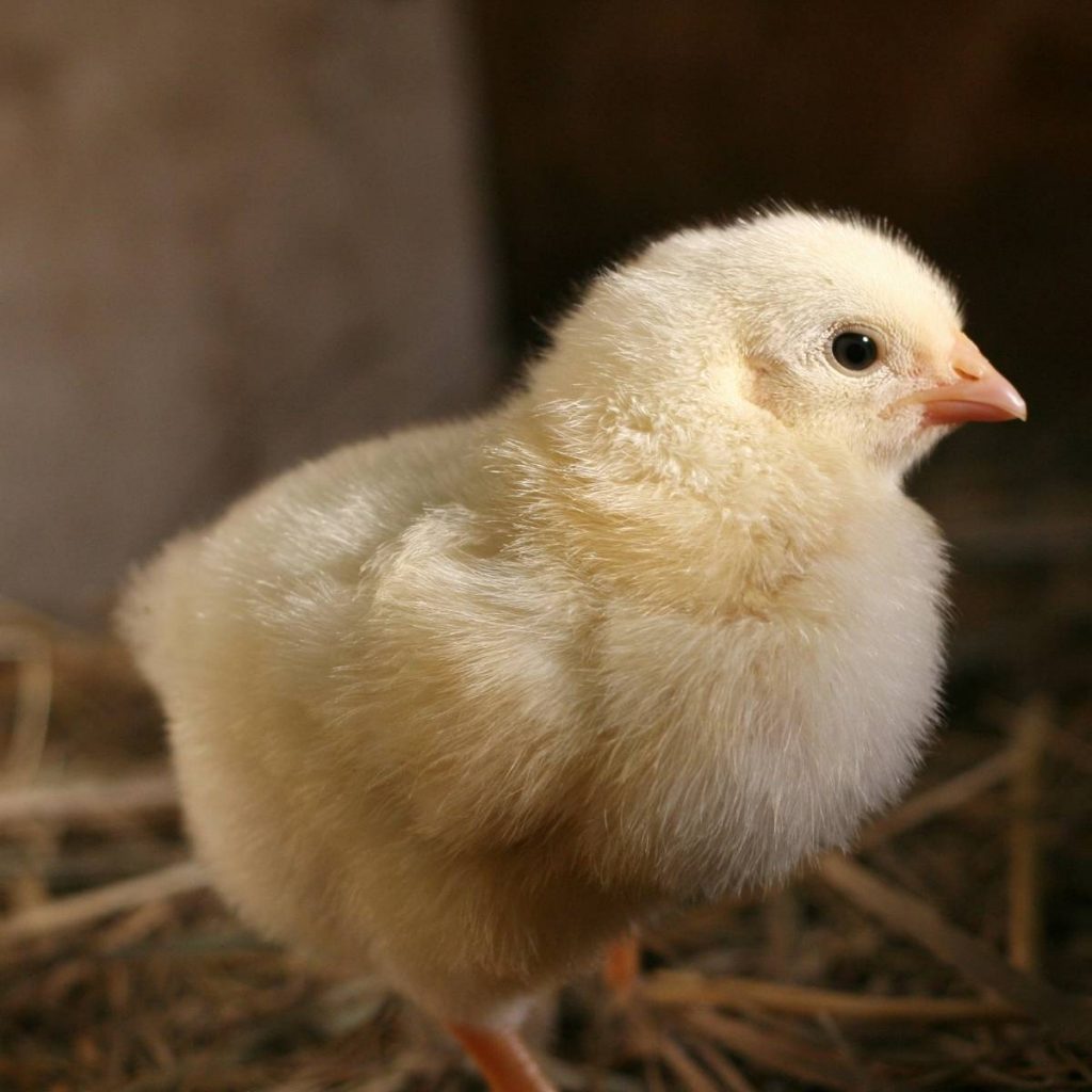 small yellow chick standing on brown straw