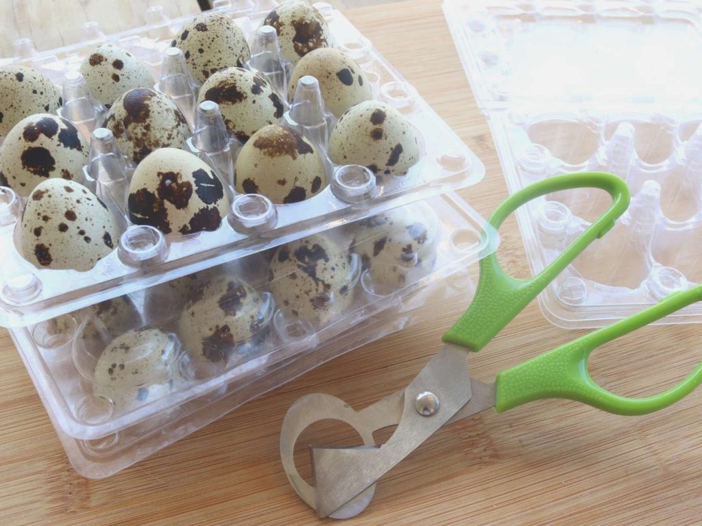 plastic egg cartons with quail eggs and scissors with green handles