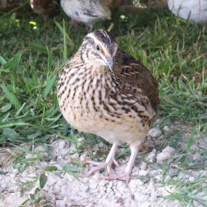 small brown and white coturnix quail bird