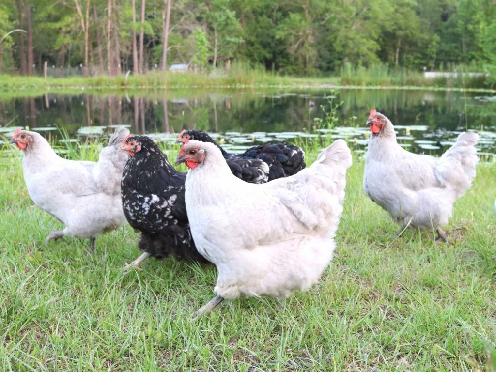 grey and black and white chickens