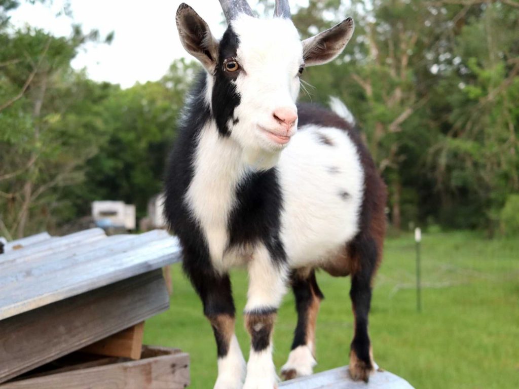 black and white billy goat