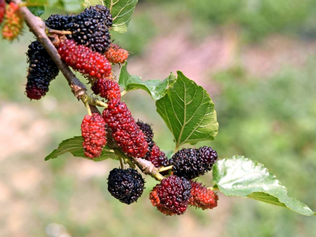 deep purple and red mulberries on tree branch