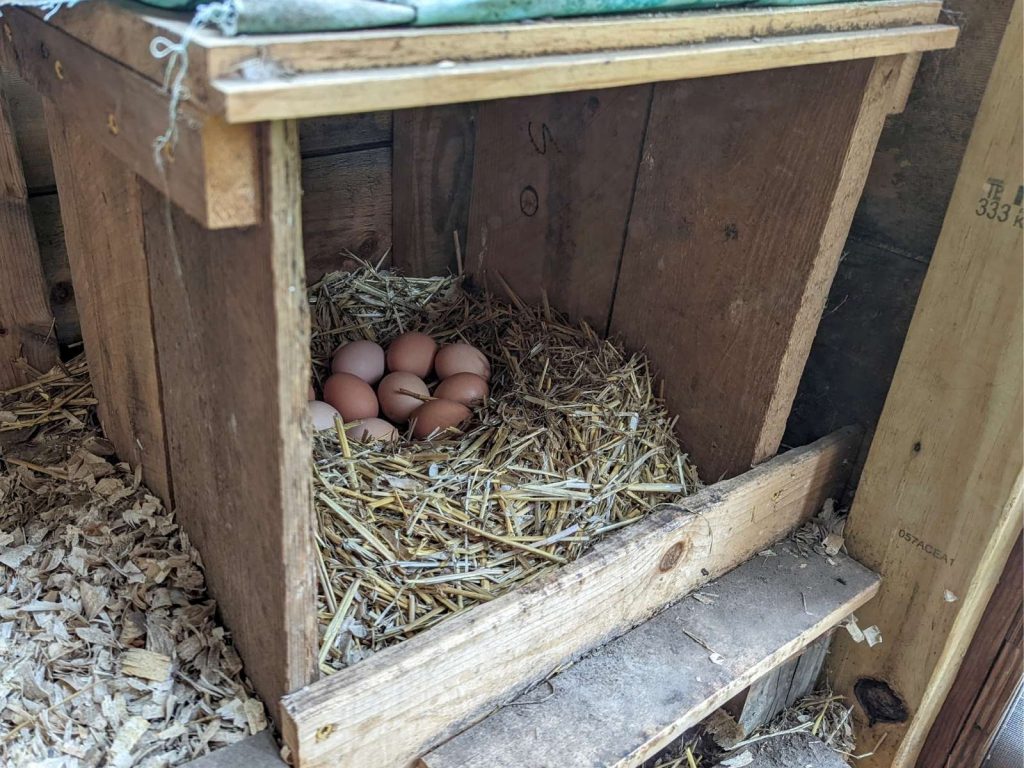 chicken nesting box built from reclaimed wood