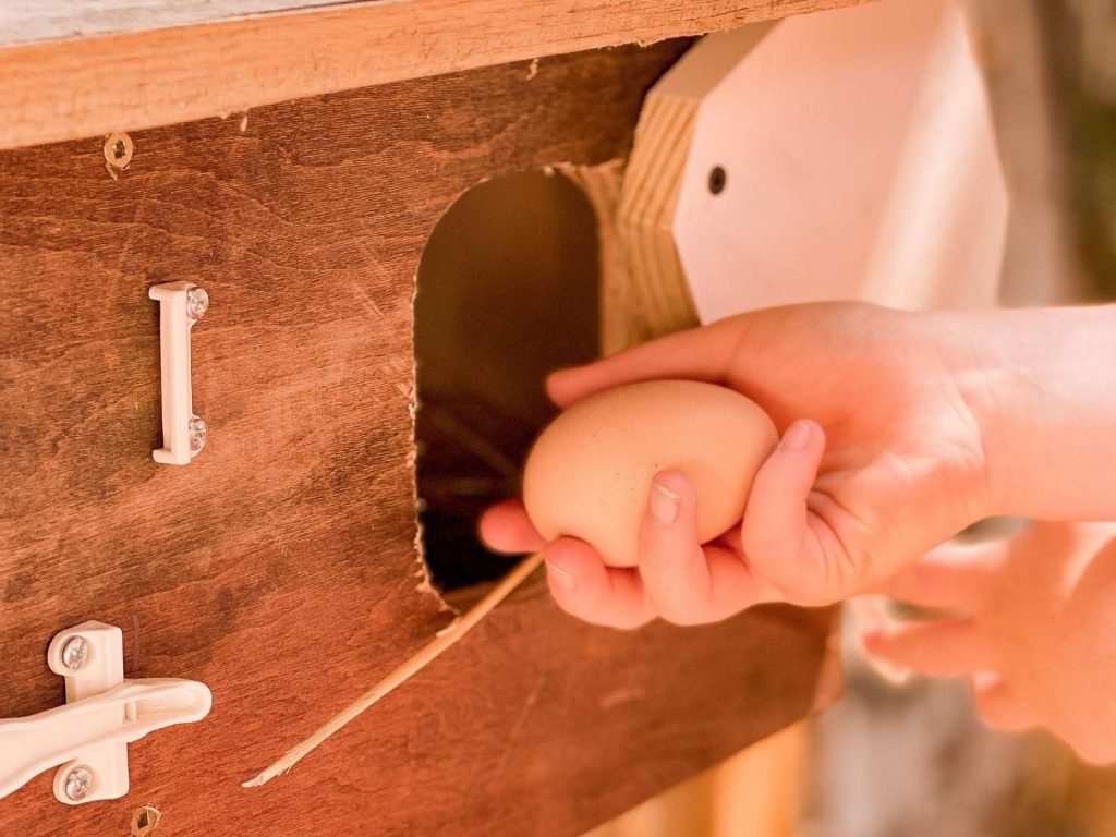 chicken nesting box on DIY chicken coop