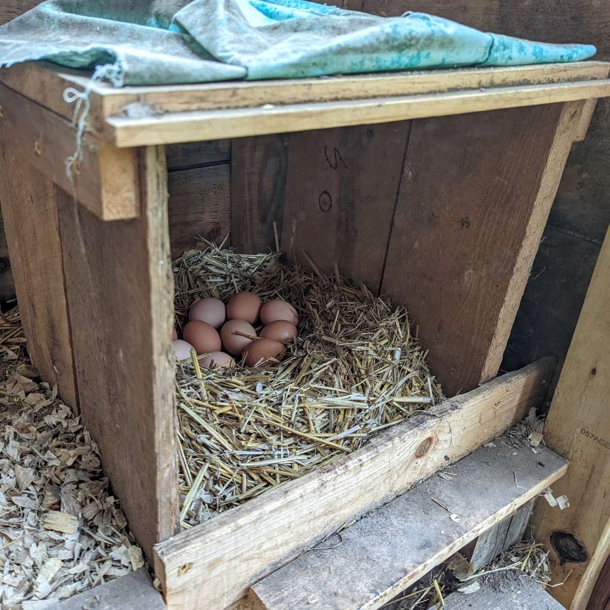 How Big Does My Chicken Nesting Box Need to Be?