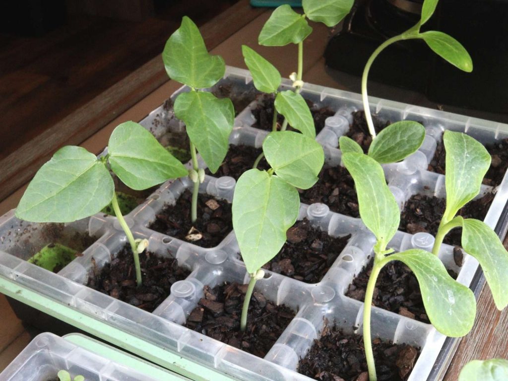 seedling growing in a seed starting tray
