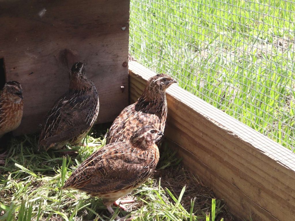 Coturnix quail in tractor cage system.