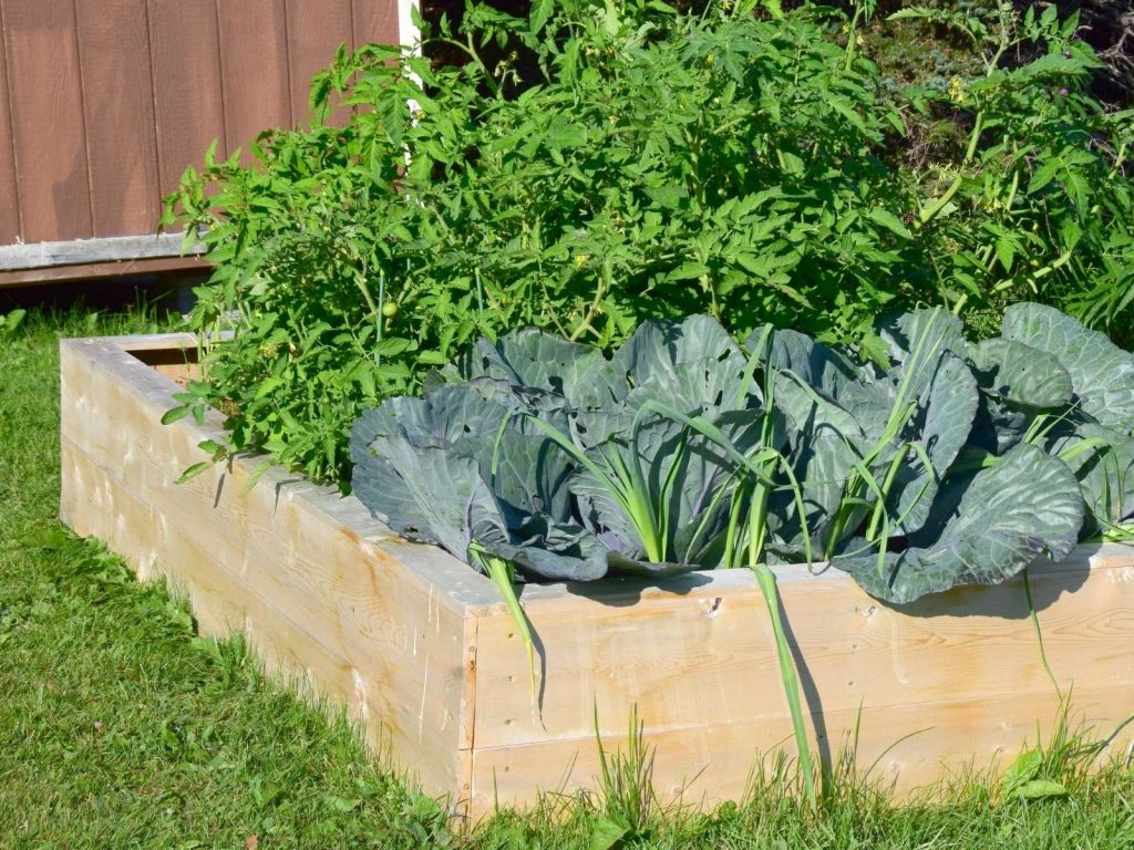 raised garden bed made from wooden boards full of various vegetables