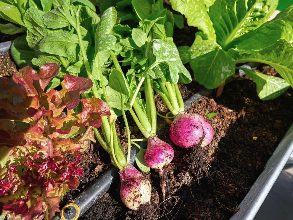view of turnips and lettuce growing in a raised garden bed
