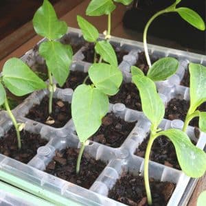 plant seedlings in a seed starting tray