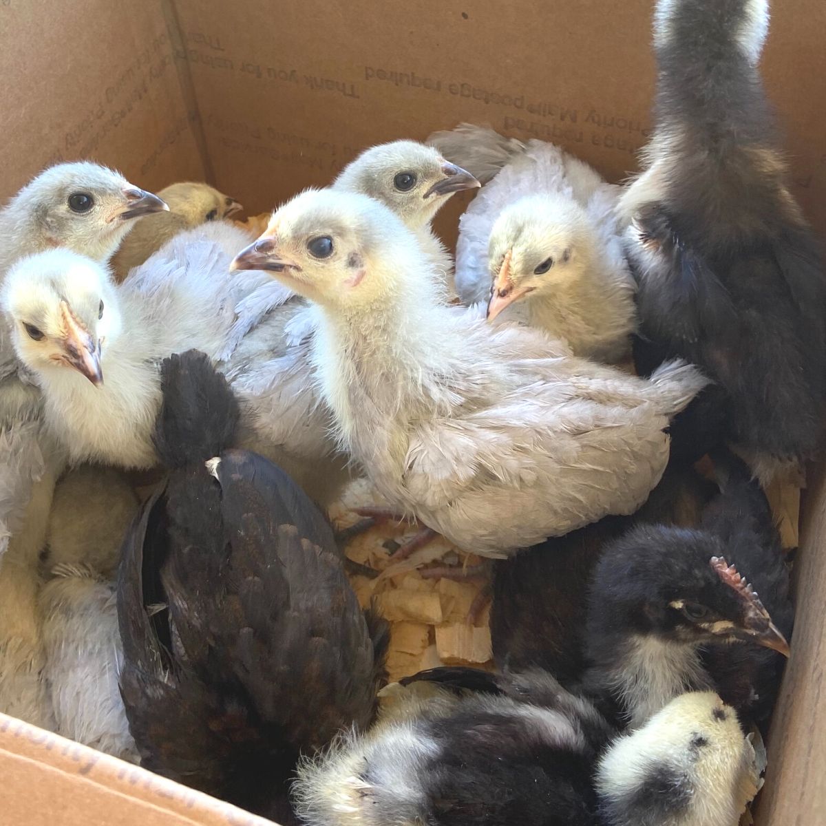 What Are Baby Chickens Called New Chicken Owners Guide 