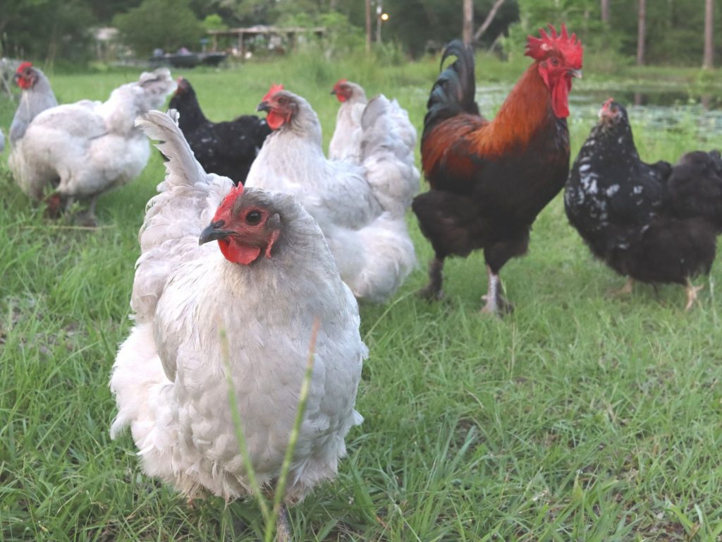 various breeds of chickens in a backyard flock
