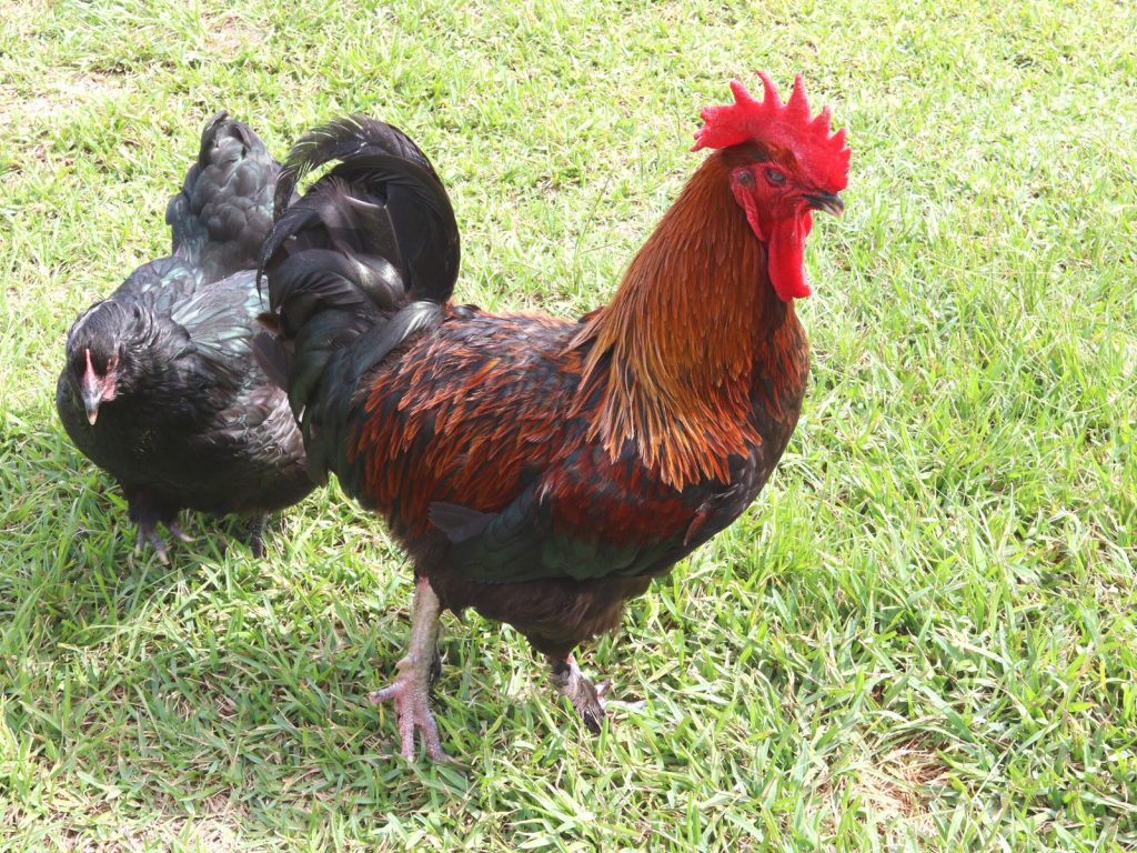 black and copper colored rooster with black hen
