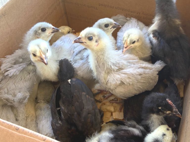 What Are Baby Chickens Called? (New Chicken Owners Guide)