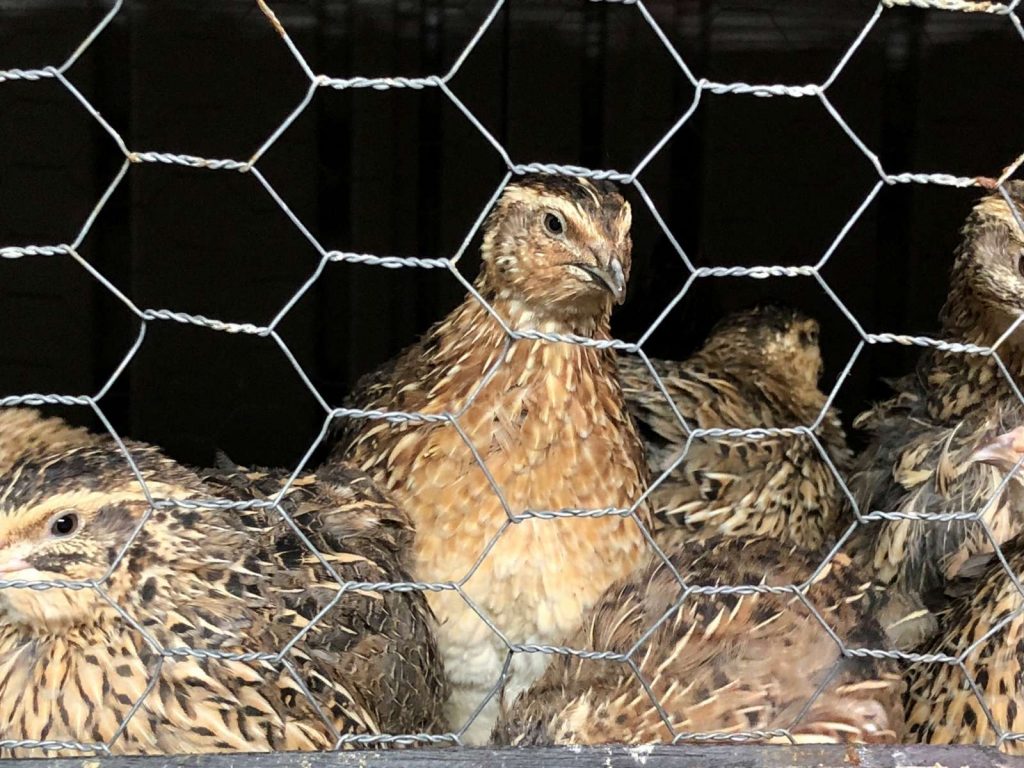 brown coturnix quails looking through chicken wire cage