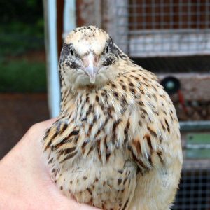 brown and cream colored jumbo coturnix quail hen