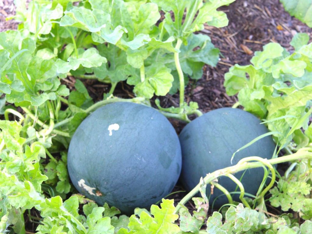 watermelons growing on a vine in a raised garden bed