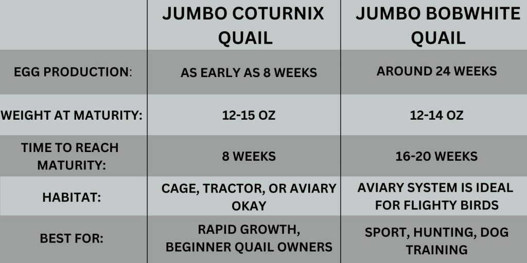 comparison chart on jumbo coturnix vs jumbo bobwhite