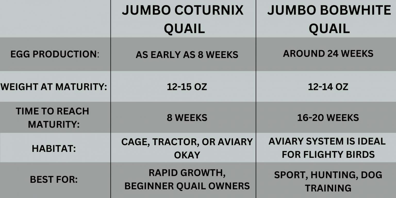 Bobwhite VS. Coturnix - The Best Jumbo Quail Breed for Meat