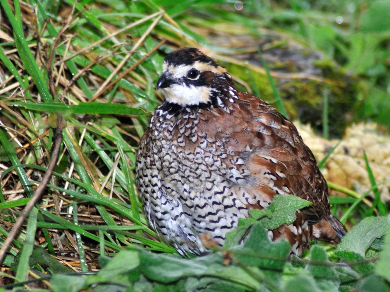 Bobwhite VS. Coturnix - The Best Jumbo Quail Breed for Meat
