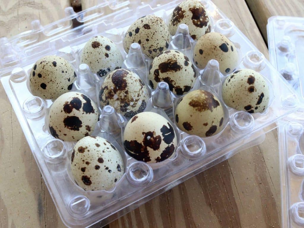 a dozen coturnix quail eggs in a plastic carton