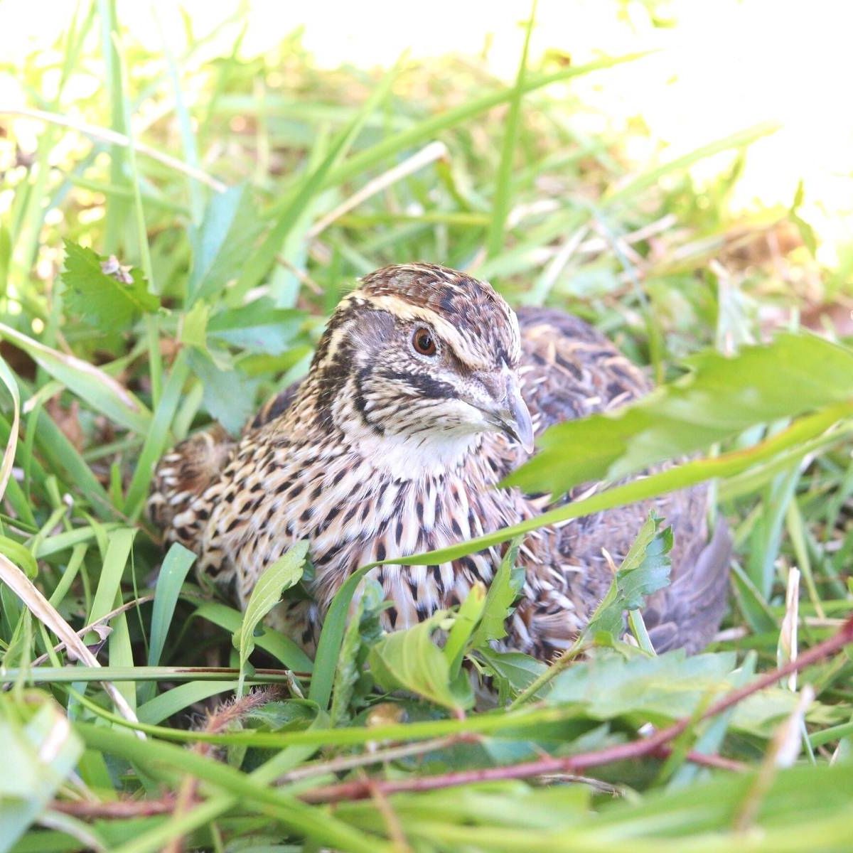 How Noisy Are Coturnix Quail? (Plus Ways to Quiet Them)