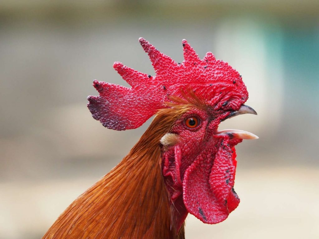 rooster with beak open crowing