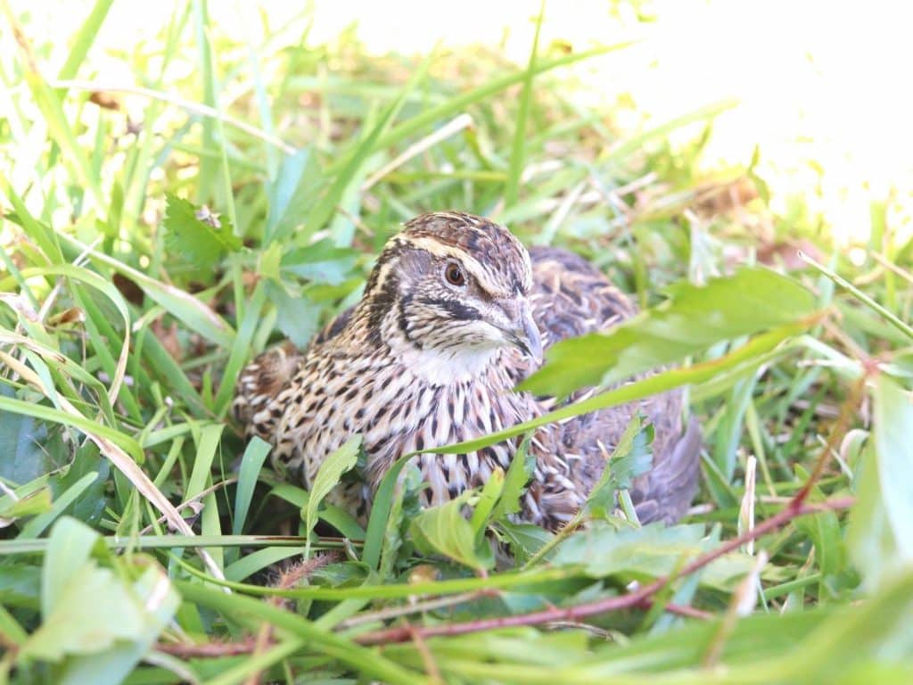 female coturnix quail laying in grass