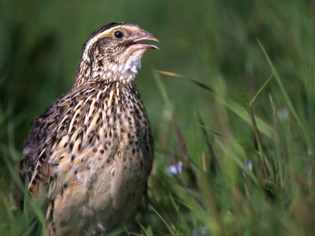 jumbo coturnix quail standing in grass