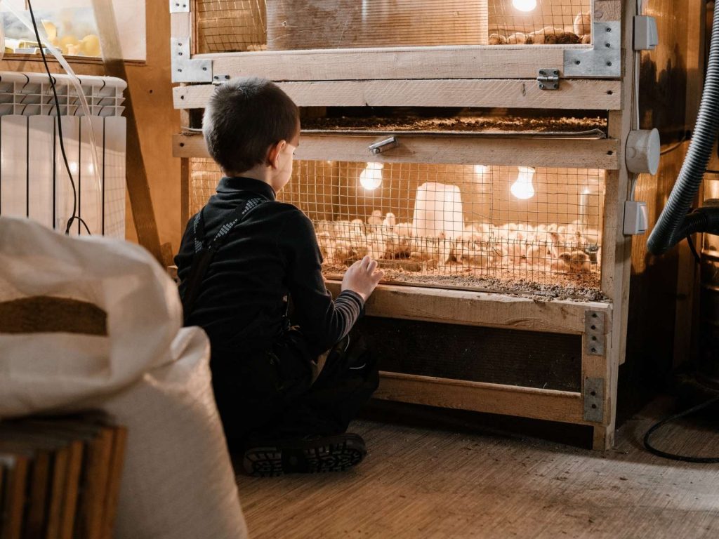 young boy sitting in front of brooding cage