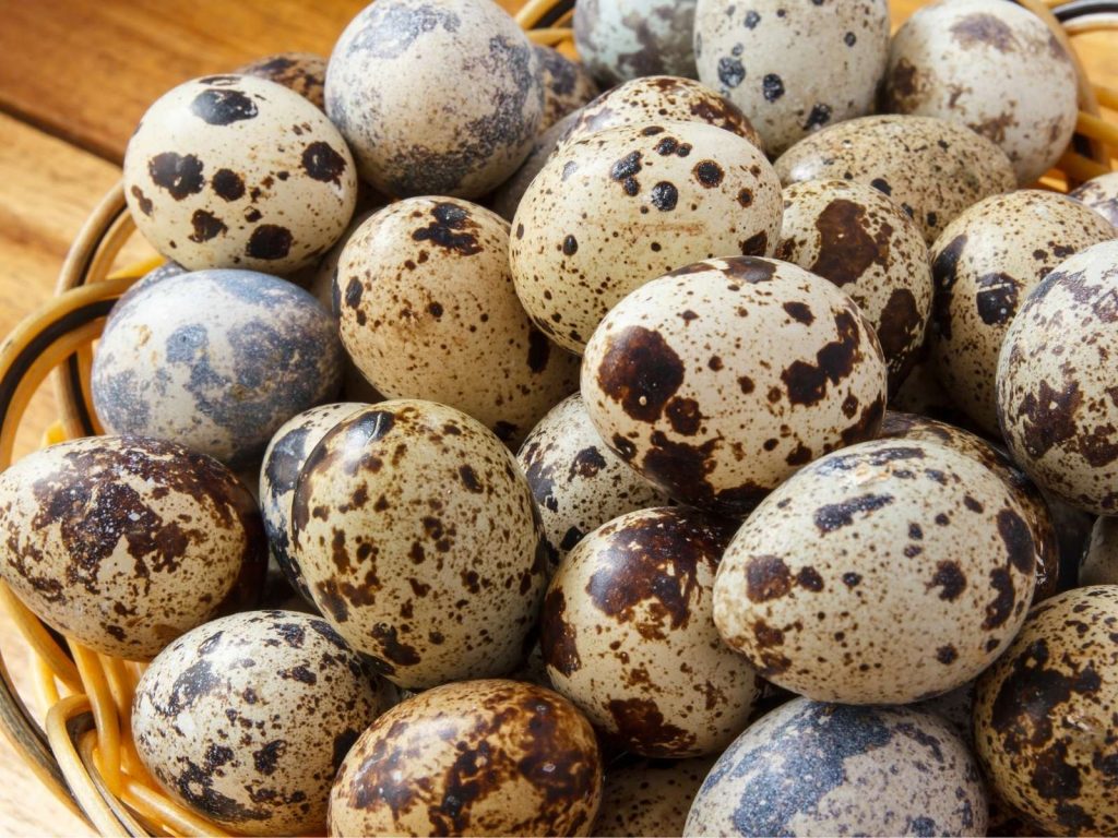basket full of speckled quail eggs