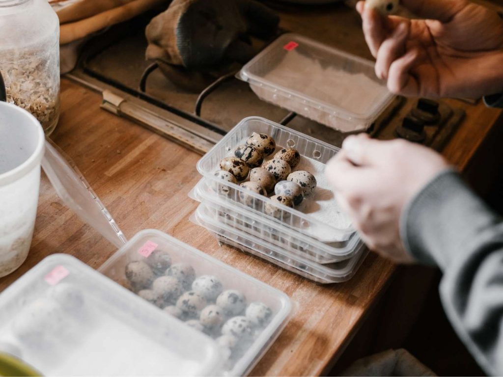 quail eggs being packaged in small plastic containers