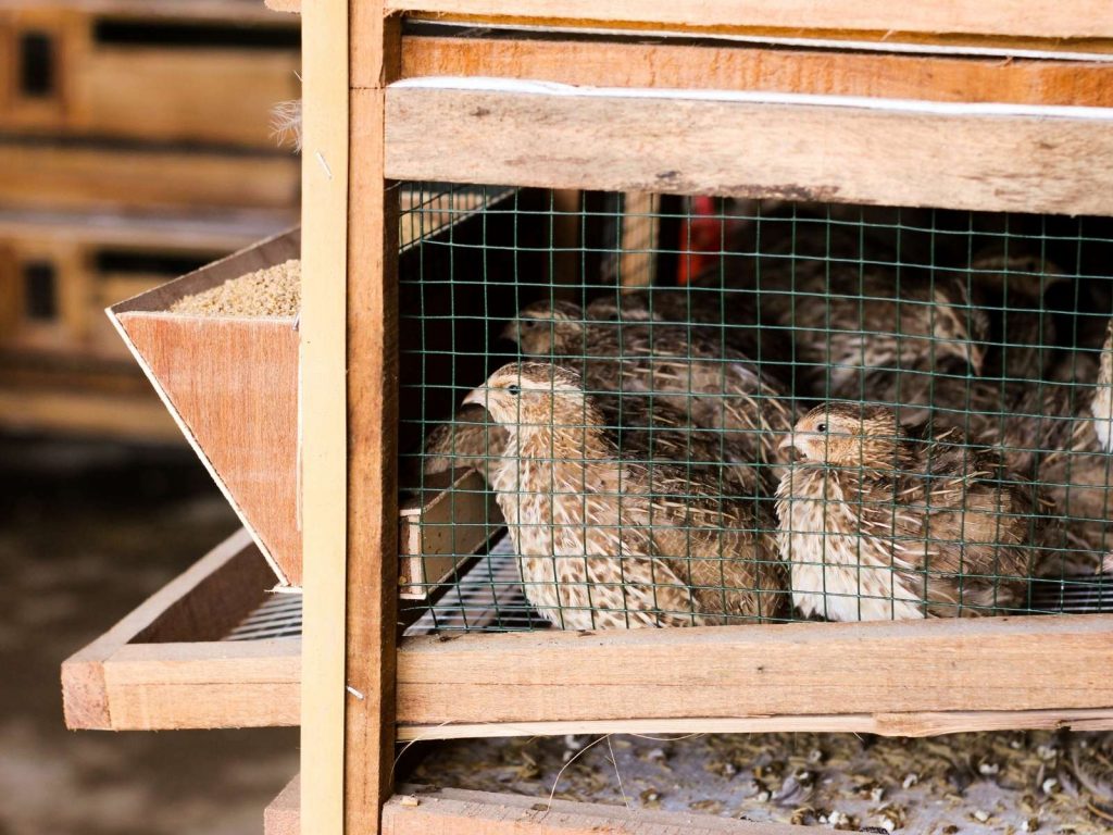 coturnix quail in a stacking quail cage system