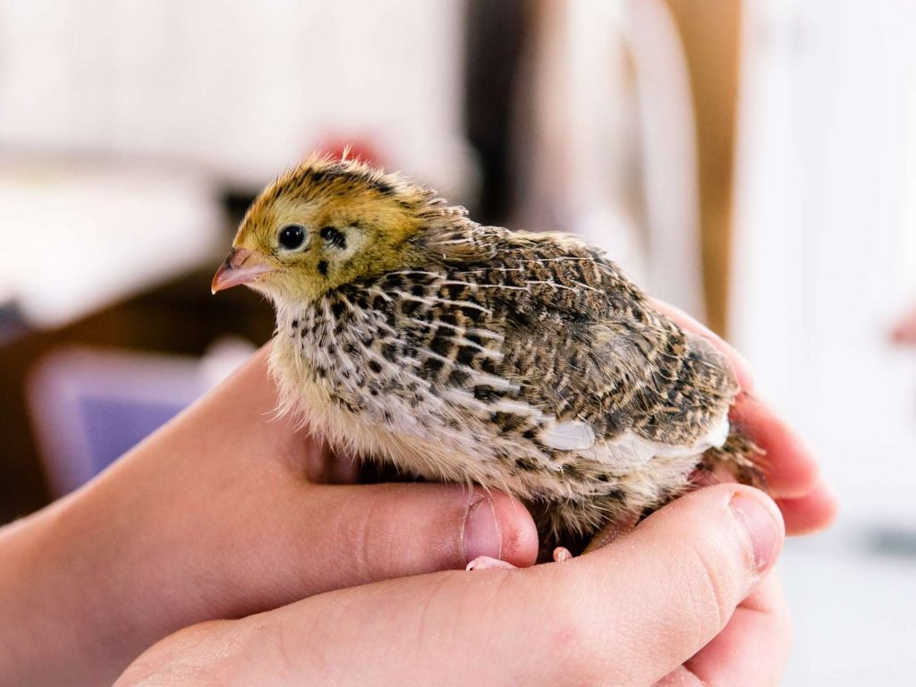 baby quail being held in childs hand