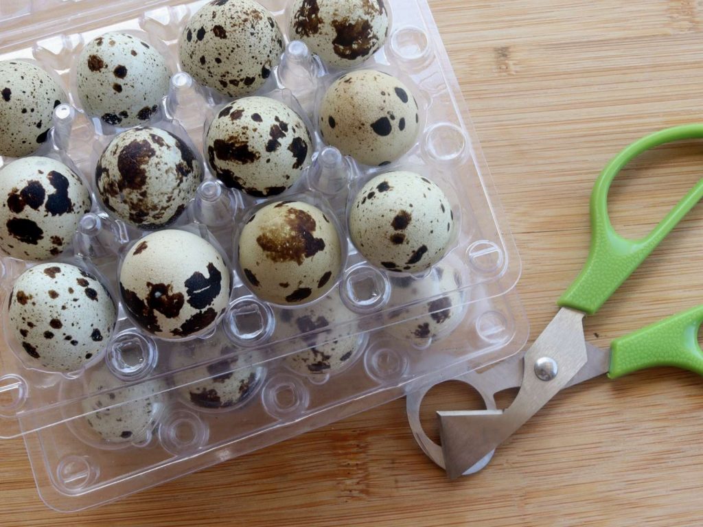quail eggs in plastic cartons and scissors made for cracking quail eggs
