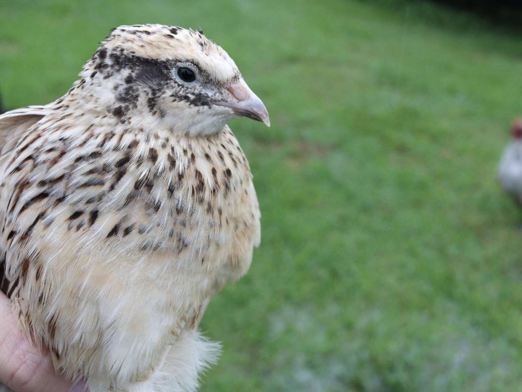 jumbo coturnix quail that is white, tan, and black