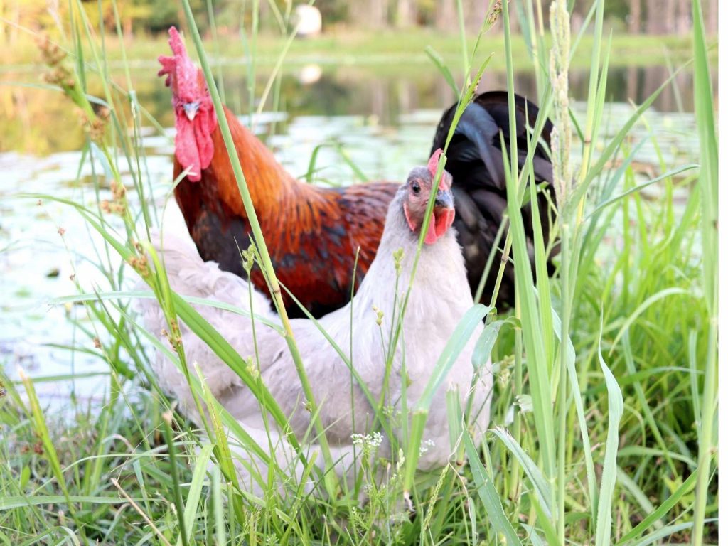light gray orpington hen standing with black and copper maran rooster