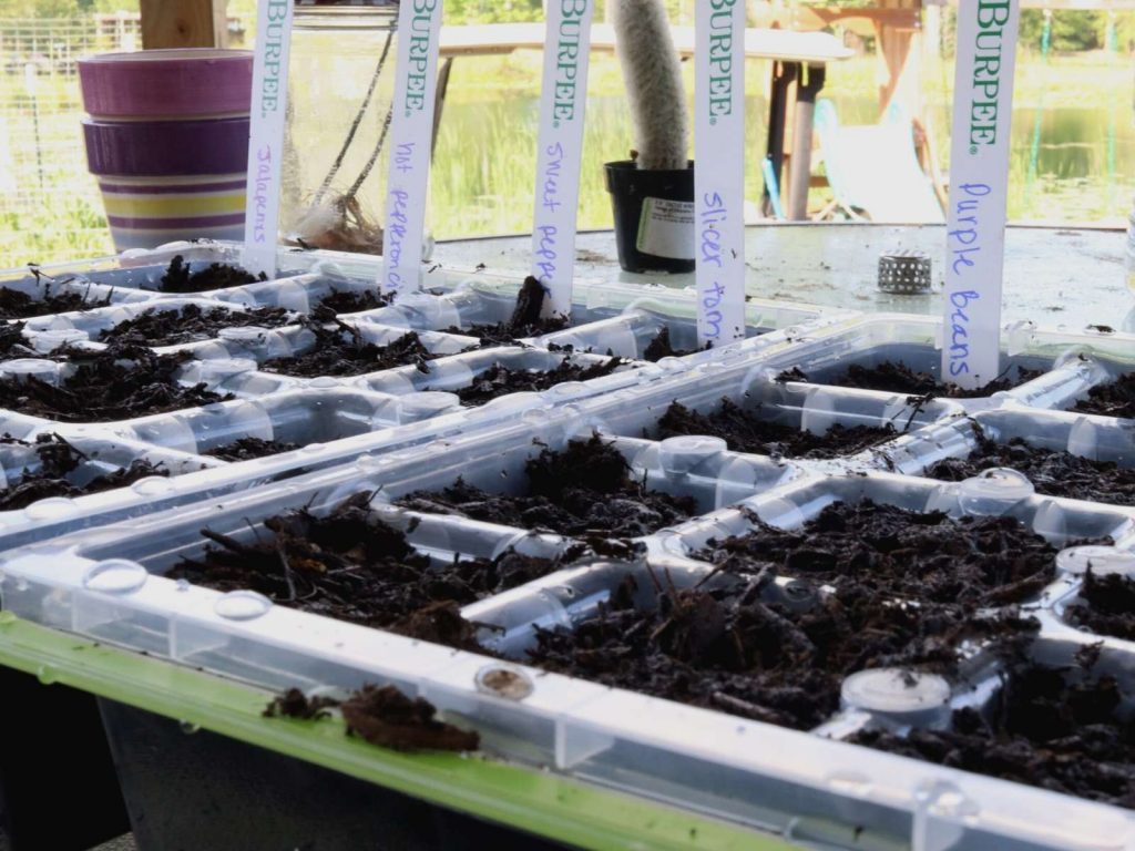 burpee seed starting trays with labels in them