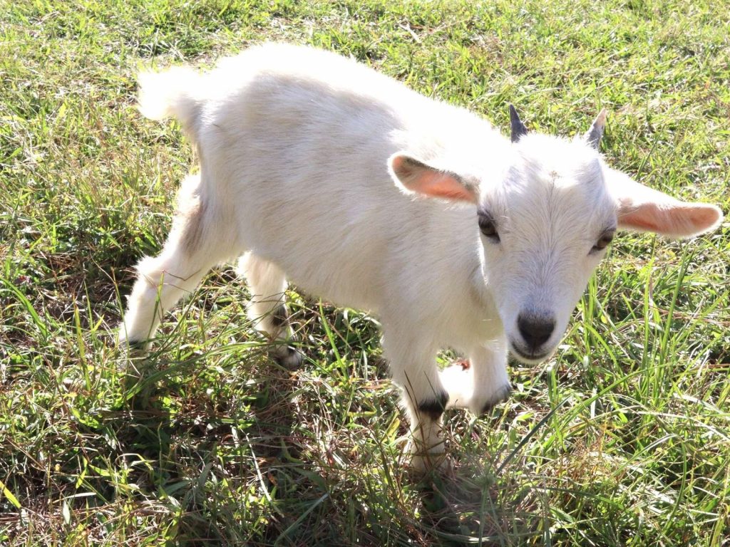 small white and gray nigerian dwarf goat