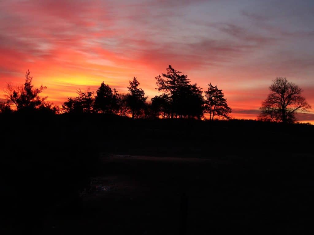 pink sunkrise coming up behind outline of black trees