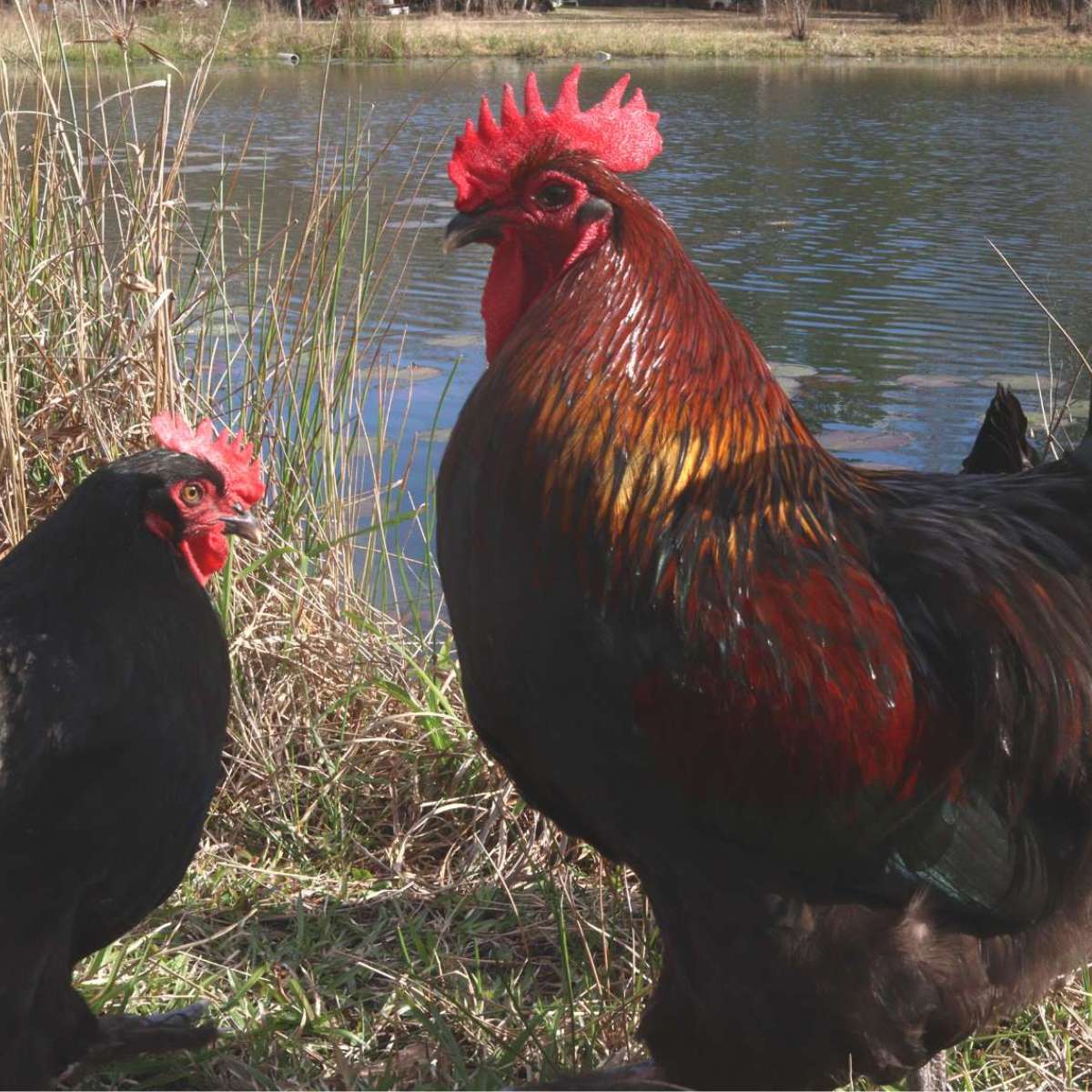 Roosters and Egg Laying – What You Need to Know