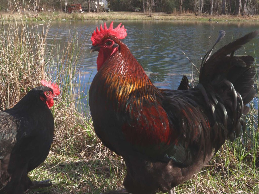 black and copper rooster with red comb with black hen