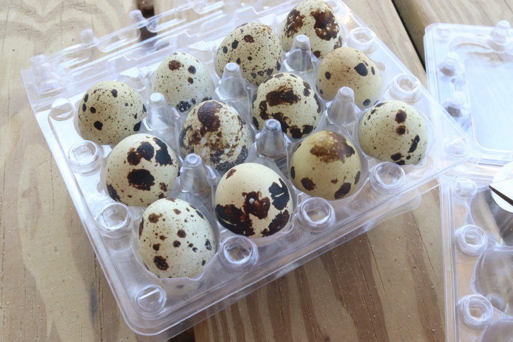 plastic egg cartons for storing quail eggs