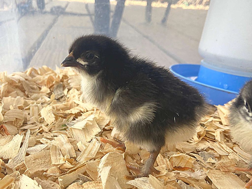 black and yellow chick standing on pine shavings
