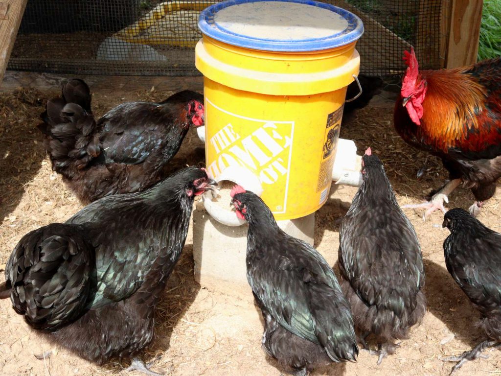 5 gallon bucket turned into chicken feeder