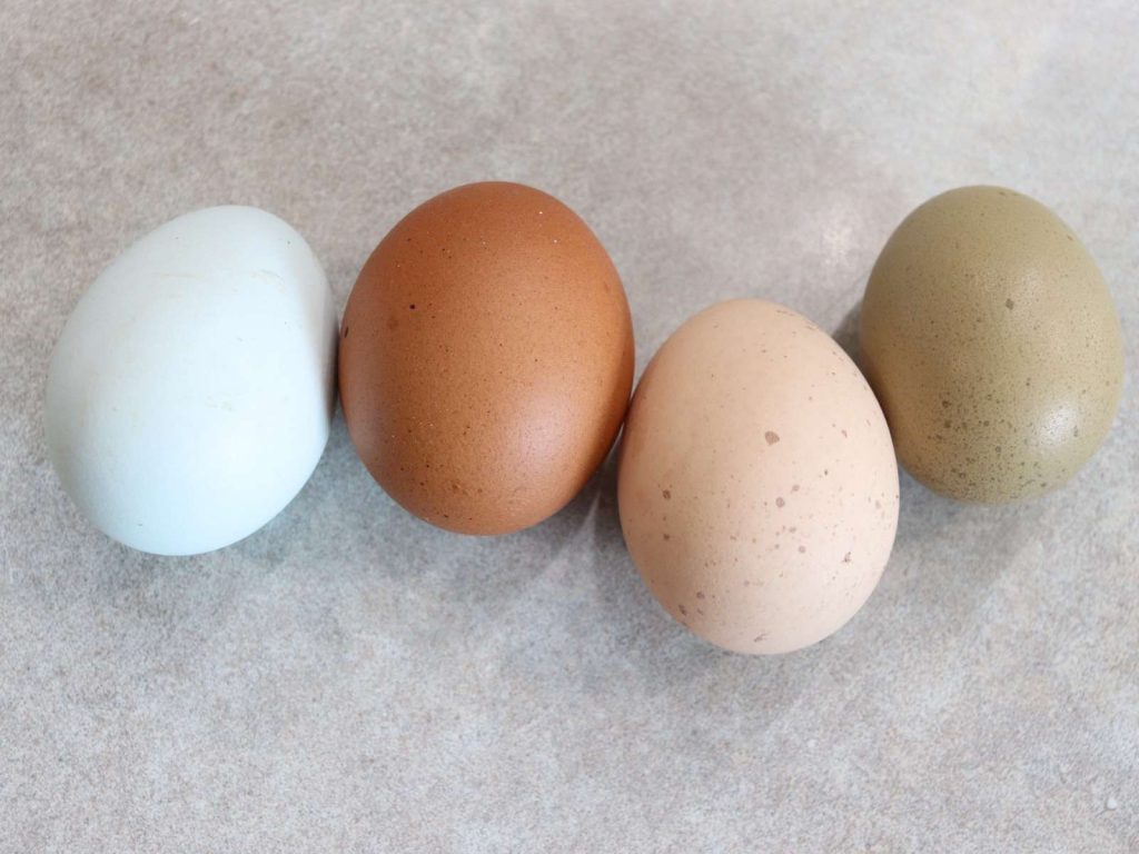 blue egg, brown egg, cream egg, and olive green egg sitting on kitchen counter